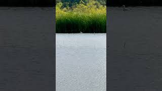 Black Headed Gulls And A Hovering Common Hawker Dragonfly dragonfly insects nature [upl. by Tartaglia]