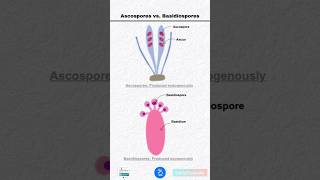 Difference between Ascospores and Basidiospores [upl. by Candide561]