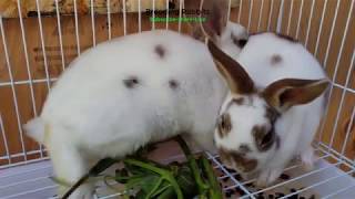 Breeding Rabbits Mini Rex Bunnies [upl. by Krystin]