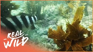 Beneath The New Zealand Sea Wildlife Documentary  Wild Coasts  Real Wild [upl. by Falito780]