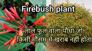 Firebush plant hamelia patens Super hardy perennial plant pricehow to growhow to care [upl. by Ykceb]