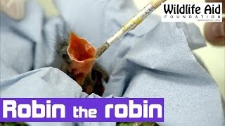 Hand Rearing an Orphan Robin  The Baby Bird Project [upl. by Boswall]