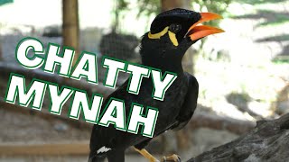 Mynah bird singing and talking talking calls itself Sings a bit of a folk song myna [upl. by Alviani]