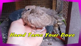 Hand Taming A Young Ringneck Dove [upl. by Enenstein44]