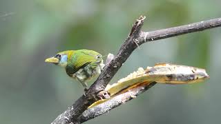 Red headed Barbet Eubucco bourcierii [upl. by Telimay]