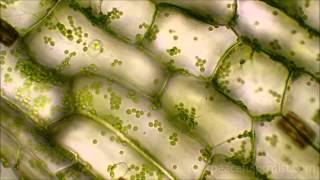 Elodea under the microscope [upl. by Eneri]