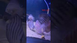 Hecklel cross discus collection discusfish lets go [upl. by Anisamoht586]