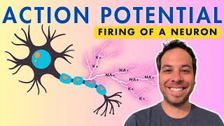 Action Potential  Firing of a Neuron  Depolarization [upl. by Ecnerrat873]