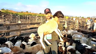 FEIRA DE CAPRINOS E OVINOS CARNEIRO DORPER EM FOLHA MIÚDA ALAGOASnordeste [upl. by Packston558]