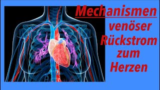 Mechanismen des venösen Rückstroms zum Herzen [upl. by Nossah]