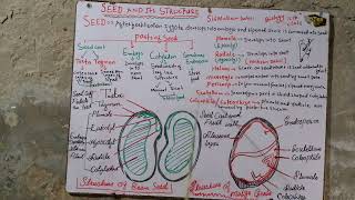 Seed and its structure  10th biology sindh text book  very easy explanation [upl. by Mikkanen]