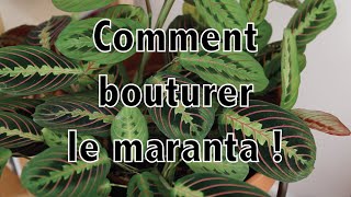 Comment bouturer le maranta   Vertbobo [upl. by Nomaid]