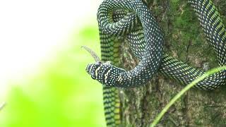 Paradise Tree Snake eating a gecko Kranji Marshes Singapore 31 Oct 2024 Part 4 [upl. by Iy89]