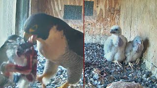 FalconCam Project😁😎 Three attempts to feed the already stuffed little ones653 pm 20241020 [upl. by Cristen]