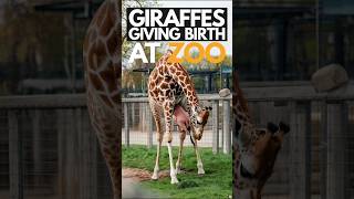 Giraffes Giving Birth at the Zoo giraffes zooanimals giraffelife BlipClipshorts [upl. by Christal549]