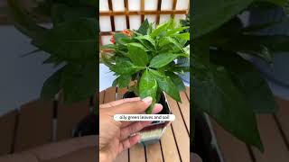 Home remedies for plant care  DIY pesticide spray  How to make leaves shiny plantcare gardening [upl. by Helaine]