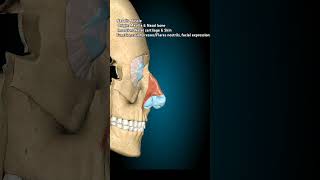 Nasalis humananatomy anatomy skull completeanatomy [upl. by Harima]