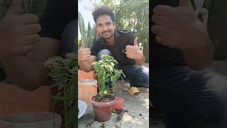 Mirchi Plant🌶️ indianfarmer phoolpatte indianterracegardening kitchengardening balconygarden [upl. by Anelleh]