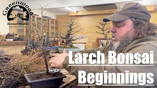 Larch Bonsai Beginnings  Greenwood Bonsai [upl. by Rexana]