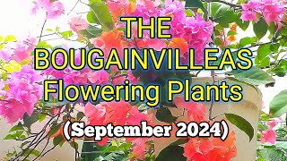 THE BOUGAINVILLEA FLOWERING PLANTS 2024 [upl. by Paloma]