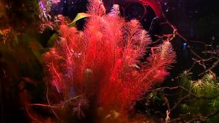 Rotala Wallichii How To Keep Rotala Turn Red Tips and Tricks [upl. by Adnorhs]