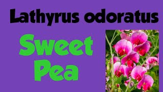 Lathyrus odoratus Sweet Pea a Scented amp Beautiful ornamental Plant [upl. by Cardew]