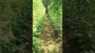 Barbati ka kheti ✅✅ Long Beans Farming kishan farming farmar shorts agriculture garden beans [upl. by Sallie133]