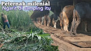 Peternak Sapi Milenial Ngarit Cuma Di Samping Kandang [upl. by Aerehs]