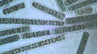 Oscillatoria Cyanobacteria  Filament Movement [upl. by Vi]