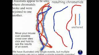 Meiotic recombination  Biofundamentals [upl. by Naginarb]