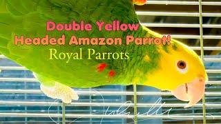 The Double Yellow Headed Amazon Parrot [upl. by Renick]