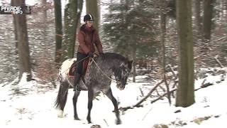 Unsere Pferde können nicht mehr laufen  sensomotorisches Training für Pferde [upl. by Yunick]