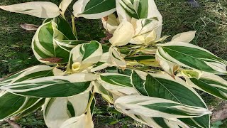 How to propagate variegated arrowroot Arrowroot Propagation [upl. by Willem]