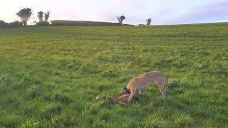 Foxing with lurchers day time [upl. by Tomasine]