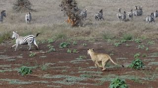 Lion Hunt At Lewa Zebra Ambush [upl. by Howund606]