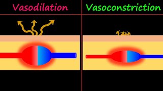 Vasodilation amp Vasoconstriction [upl. by Correy638]