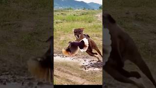 Red Fox catch bird viral videoredfox bird shortvideoviral [upl. by Ajnat425]