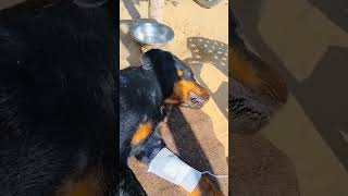 Dr rahul Parvo virus in dog side effects of parvo virus and treatment in dogs shorts parvovirus [upl. by Columba]