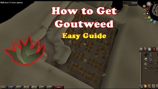 How to Get Goutweed Osrs  Easy Method [upl. by Rogergcam247]