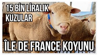 15 BİN LİRALIK KUZULAR ÎlLE DE FRANCE KOYUNU [upl. by Kataway]