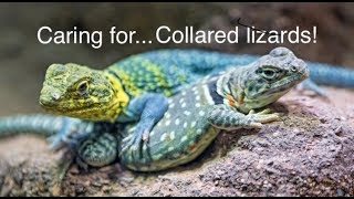 Eastern Collared Lizard Care [upl. by Newberry]