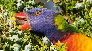 Most Colourful Parrots Raid our Conifers Rainbow Lorikeets [upl. by Ylsel]