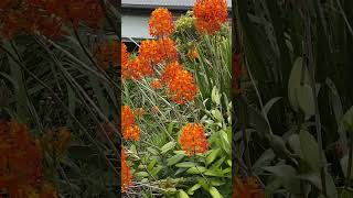 Fivestar orchid Epidendrum radicans Frederickton NSW 2 Oct 2024 [upl. by Swiercz978]