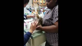 Restraining a cat in sternal recumbency [upl. by Aerised]