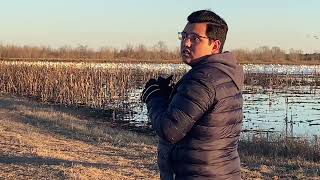 Tundra Swans at Pocosin Lake Wildlife Refuge NC Winter 2024 [upl. by Ecydnarb242]