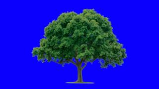 green tree in blue screen free stock footage [upl. by Nowtna]