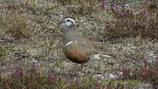 FJÄLLPIPARE Eurasian Dotterel Charadrius morinellus Klipp  34 [upl. by Ruamaj]