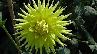 Taking Autumn Dahlia cuttings [upl. by Hallie]