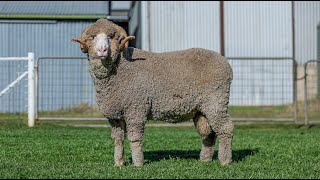 2024 Adelaide Ram Sale Bunyara Lot 48 [upl. by Carce]