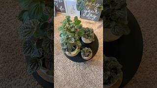 Some Of Our Peperomia Collection plants peperomia houseplants collection [upl. by Tapes853]